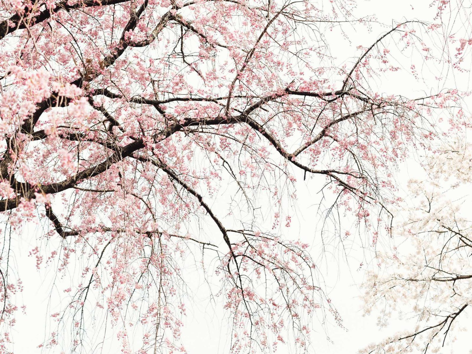 Soft pink cherry blossoms — the serene setting of the Flori community